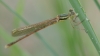 J18_0858 Lestes barbarus